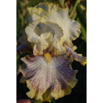 Whispering Spirits DSC_0249 vyrez